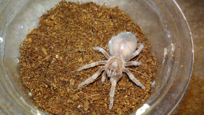 My tarantula brachypelma smitty - My, Tarantula, Bird spiders, Arachnids, Spider, Brachipelma smithi, Molting