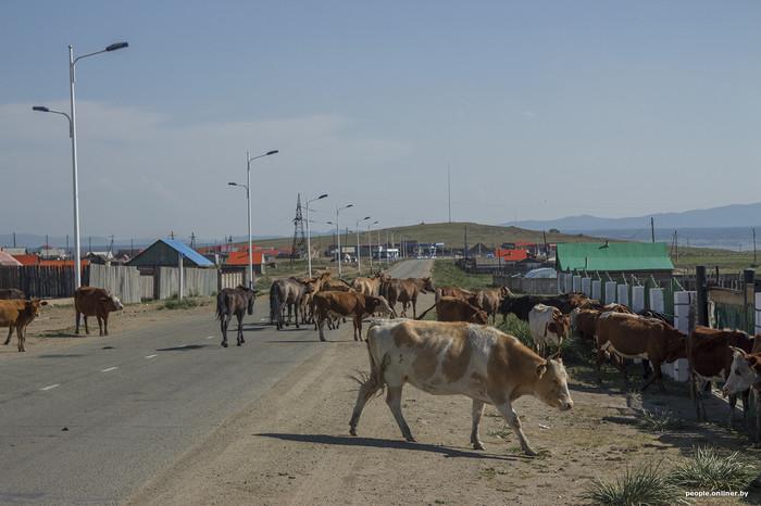 Around the world 17/18. Mongolia. Hell for vegetarians and hospitality with koumiss. Story #4 - , Trip around the world, Longpost, Onliner by