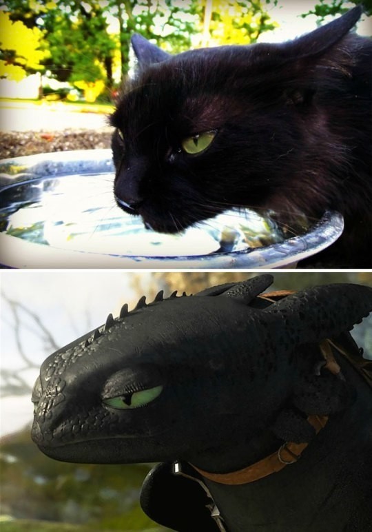 The cat and toothless cosplay - cat, Cosplay, The photo, The Dragon, Toothless, Longpost