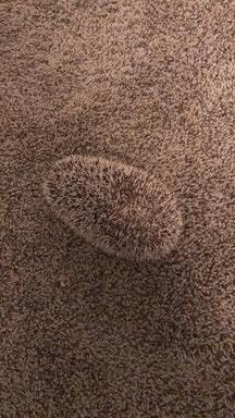 Disguise - Hedgehog, Reddit, Carpeting