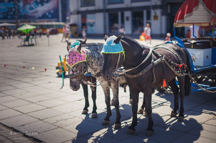 The girls are standing. - My, Canon 6d, Sigma 35 f14, Saratov, Pony