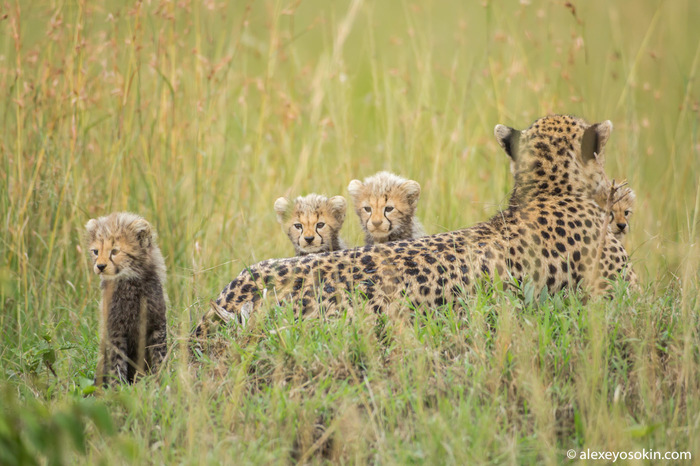 A wonderful family of cheetahs. - Cheetah, Masai Mara, Alexey Osokin, Not mine, Longpost