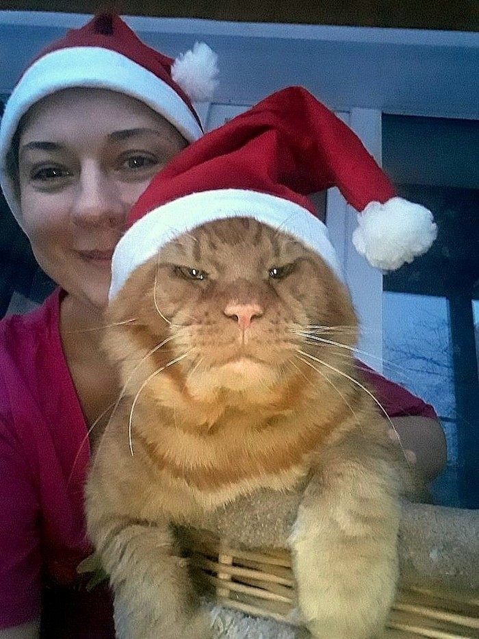 Our Bad Santa - cat, Maine Coon, Bad santa