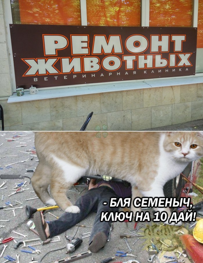 Repair) - , Humor, Advertising, Collage, cat, The photo, Veterinary, Picture with text