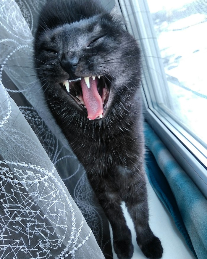 Cat Kapitoshka - My, cat, Yawn, Kapitoshka