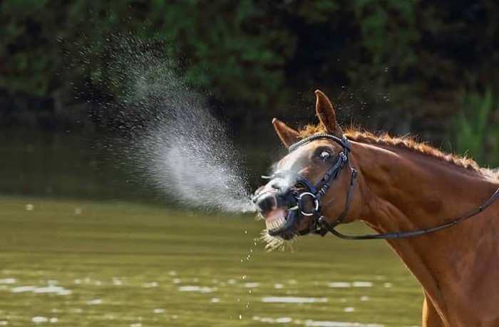 Fyyr - Horses, Water, Animals, Muzzle, The photo