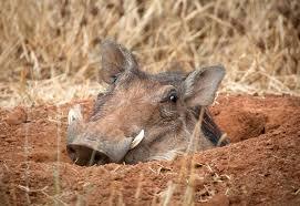 Unusual wild pigs 2. Warthog. - Pig, Warthog, Timon and Pumbaa, Meerkat, Longpost, The photo