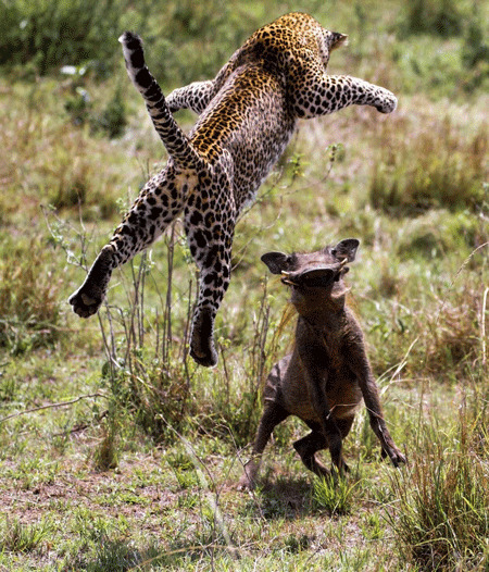 Unusual wild pigs 2. Warthog. - Pig, Warthog, Timon and Pumbaa, Meerkat, Longpost, The photo