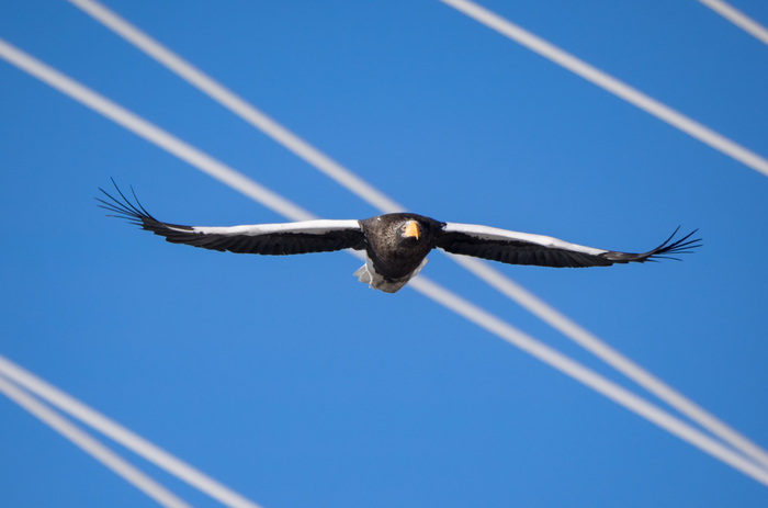 flying birds - My, Birds, Photo hunting, , Longpost, The photo