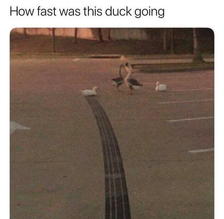 How fast was this duck moving? - Duck, , Speed, Screenshot