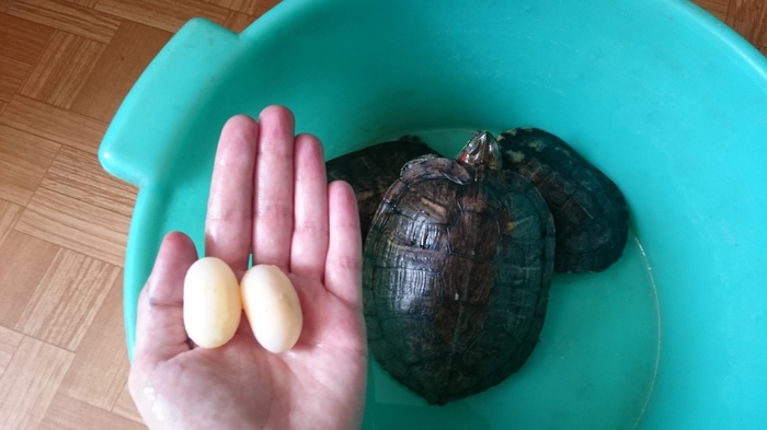 I decided to clean the tortoise, and there ... - My, Turtle, Hobby, Animals, Eggs, Pond slider
