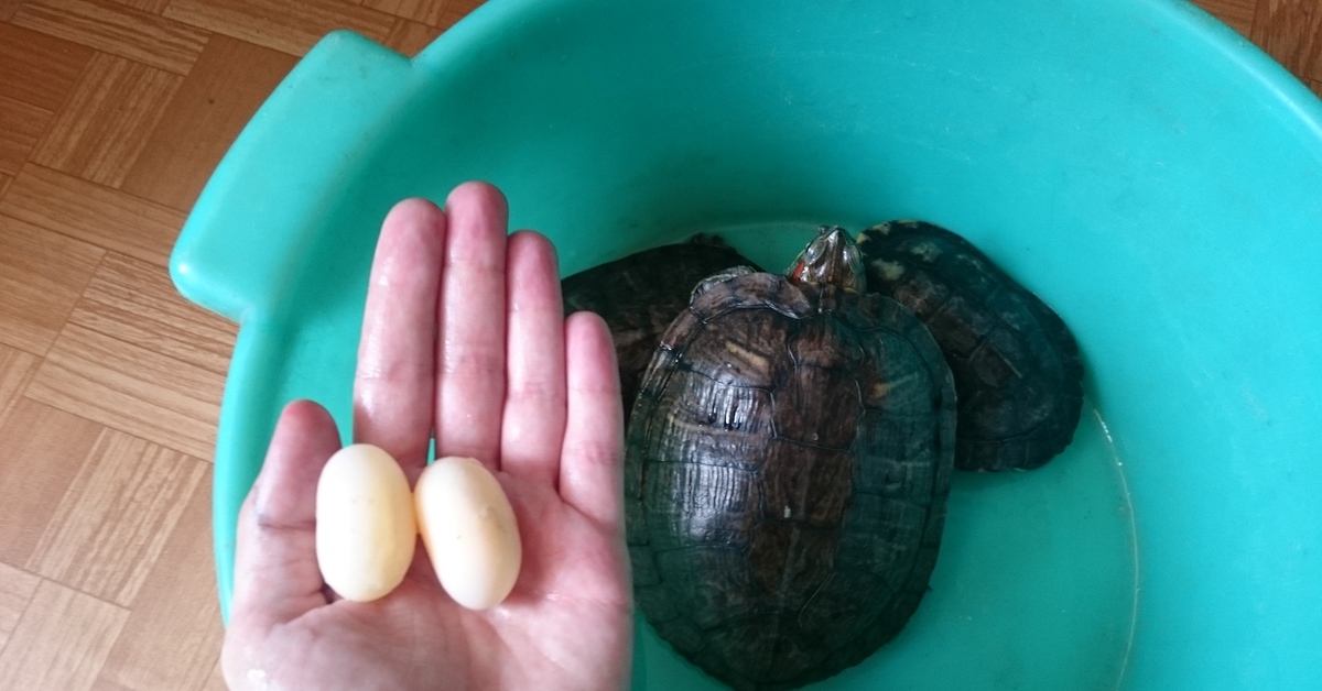 Красноухая черепаха откладывает яйца. Яйца красноухой черепахи. Яйца краснухой черепах. Черепашьи яйца красноухие черепахи.