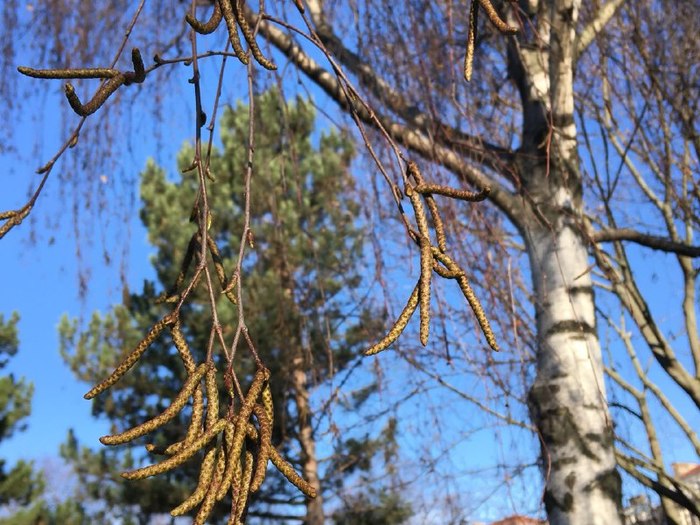 The beginning of alder flowering in Russia may coincide with the introduction of hard birch pollen from Europe - Austria, Vein, Pollen, Allergy, Pollinosis, , Russia, Health, Longpost