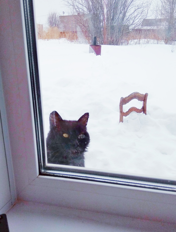 When I was about to eat - My, cat, Food, Spy, let me in, Longpost