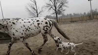 Excuse me, are you my mother? - Dog, Animals, Dalmatian, Horses, GIF