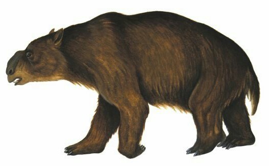 Diprotodon the giant wombat - Diprotodon, Wombats, Prehistoric animals, Longpost, The photo