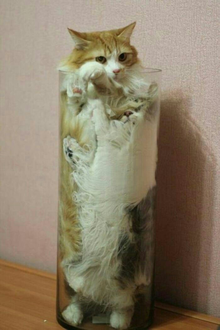 Cats are liquid. Proven. - cat, Liquid, Proof, Longpost, Cats are liquid