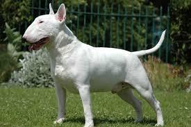 English Bull Terrier - a combination of incongruous qualities - Diana Udovichenko, Animals, Longpost