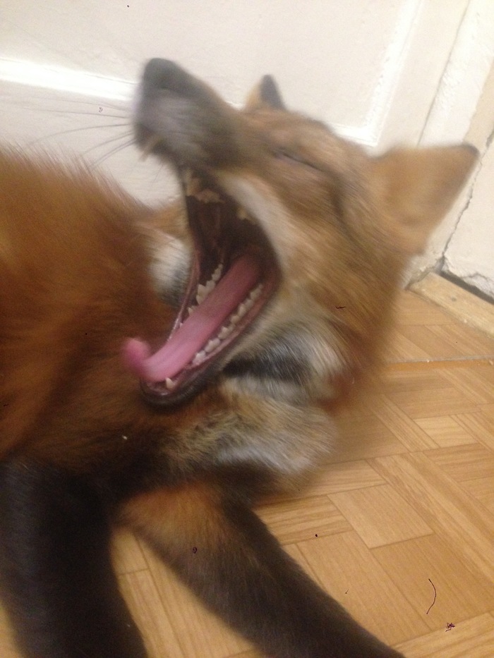 Yawns - My, Fox, Domestic fox, Yawn