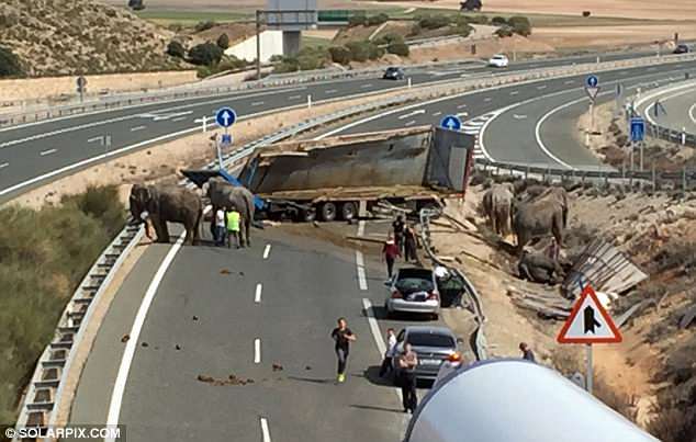 An elephant died in a car accident. - Crash, Elephants, Video, Longpost