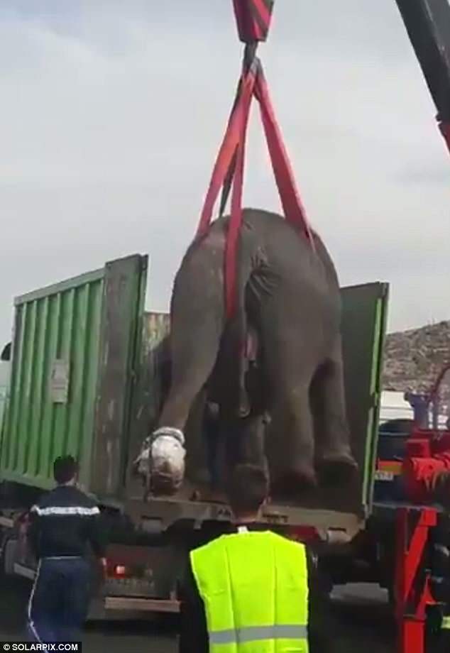 An elephant died in a car accident. - Crash, Elephants, Video, Longpost