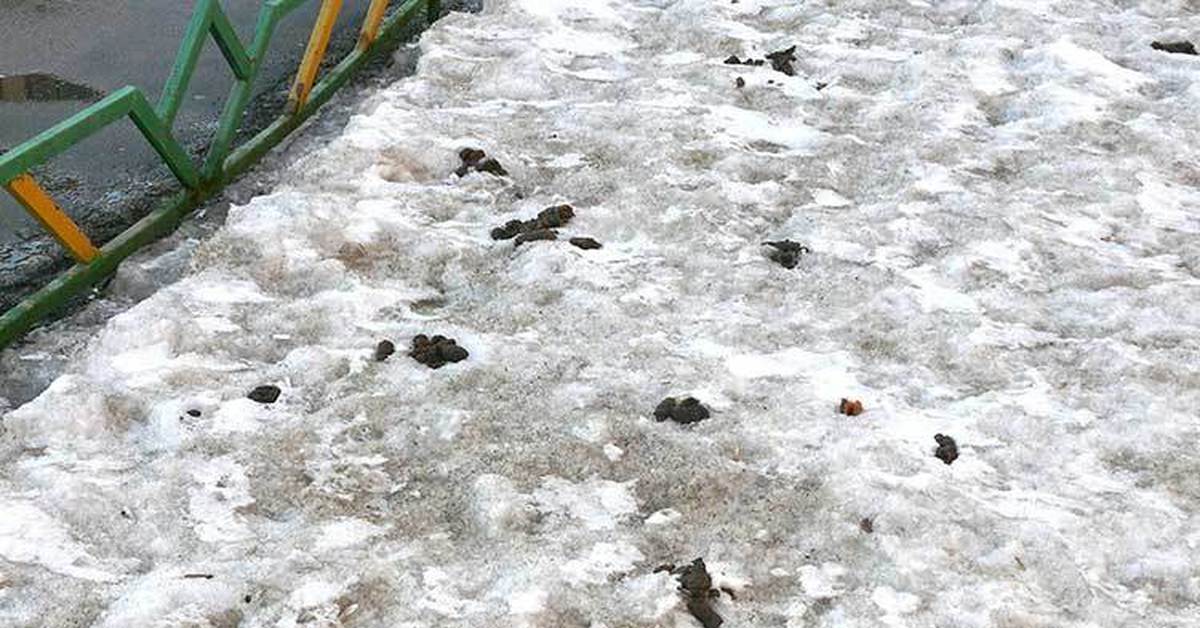 Крошка снег. Собачьи фекалии на снегу. Собачьи какашки на тротуаре.