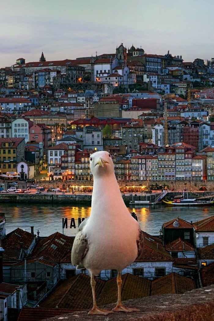 Сфоткай меня на фоне города Чайки, Птицы, Португалия, Фотография