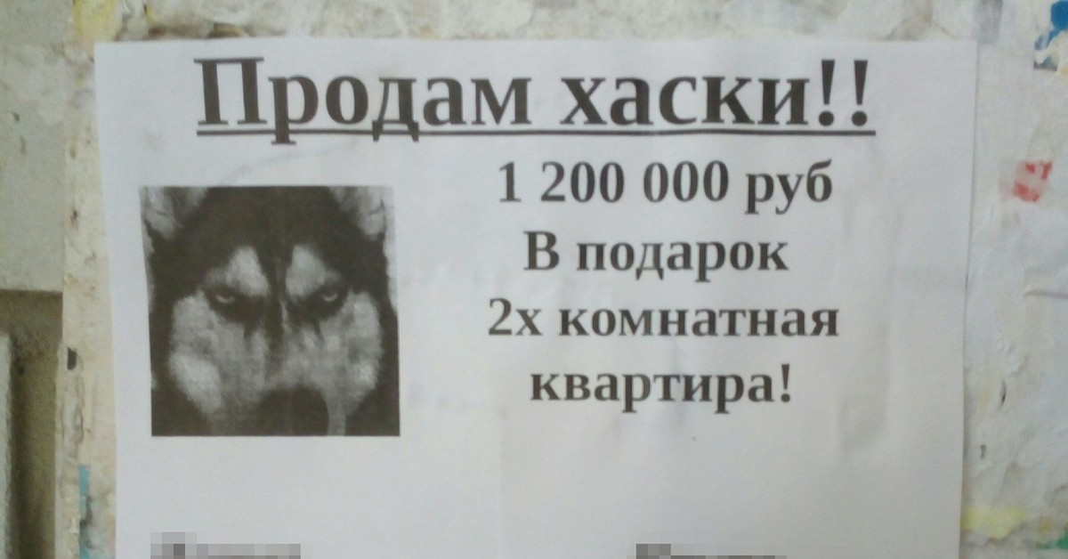 Объявление О Продаже Собаки
