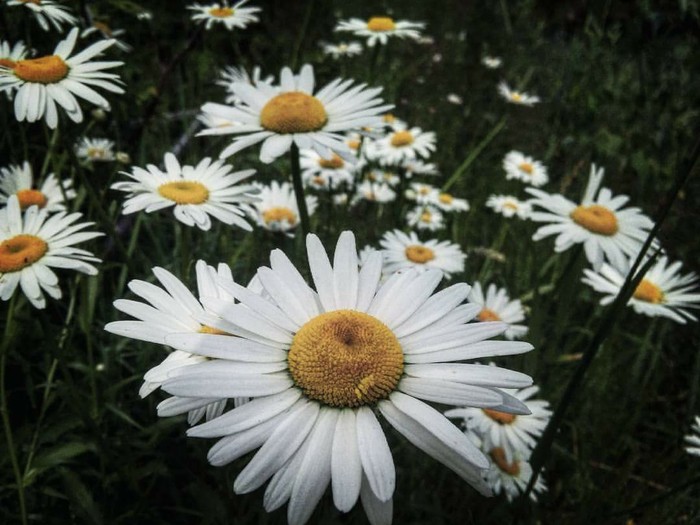 Who to guess? - My, Flowers, Chamomile