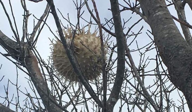 Hedgehog fish in a tree after a New England storm - Interesting, Nature, A fish, ADME, The photo