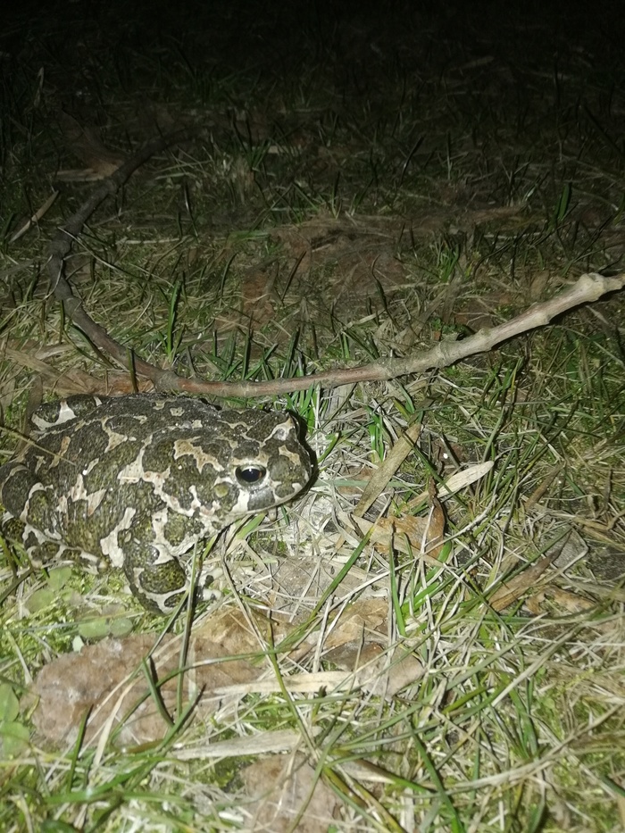 First spring toad - My, Amphibian, Toad, Herpetology, Gomel, Longpost, The photo