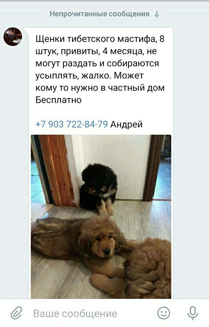 Unfortunately, I can’t take it for myself, maybe someone has been looking for a friend home for a long time. Comment for the minuses inside. Moscow and Moscow Region. - Dog, Help, Tibetan mastiff, Announcement, Friend of human, No rating