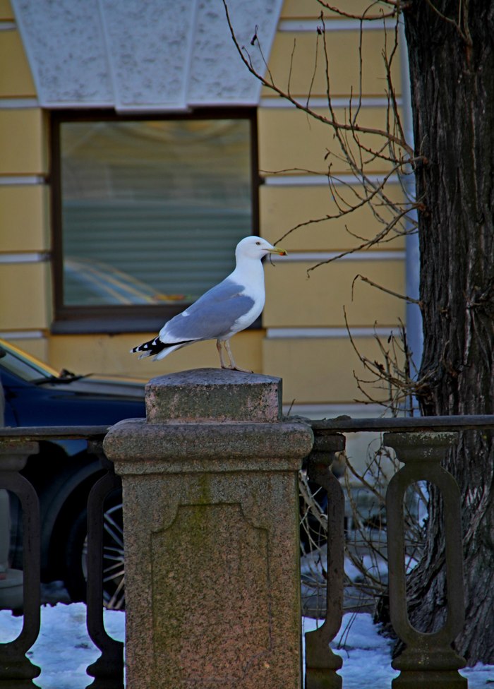 Petersburg birds, spring and different - My, Birds, Saint Petersburg, Spring, The photo, cat, Canon 7d, Longpost