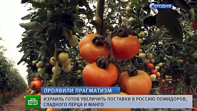 Israeli vegetables and fruits supplied to Russia - Near East, Israel, Feeding, Russia, Longpost