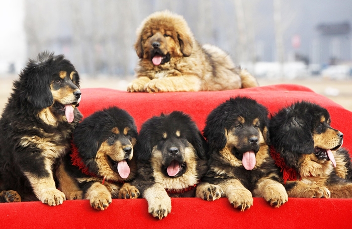 Tibetan mastiff puppies - My, Friend, Puppies, Tibetan mastiff, Is free