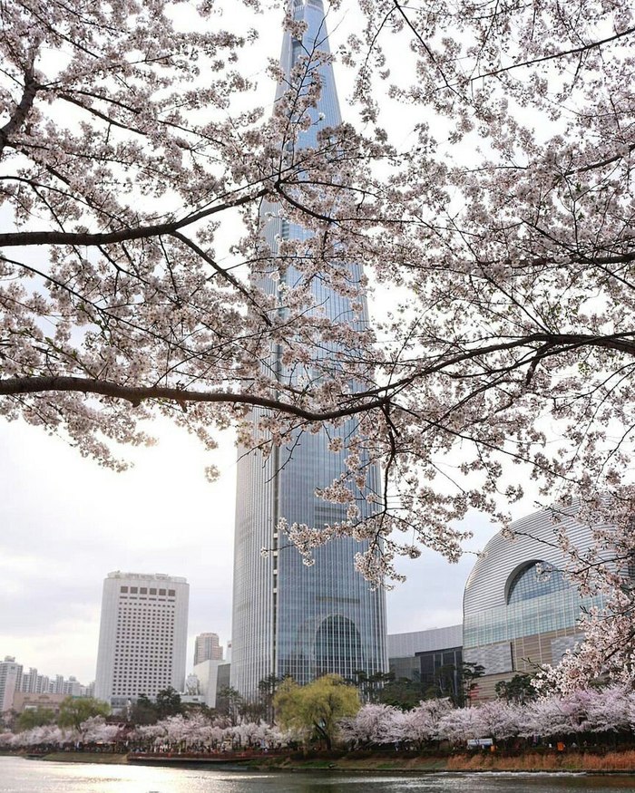 Cherry blossoms in Japan. - Seoul, Sakura, South Korea