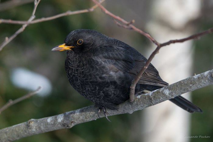 ׸  (Turdus merula)