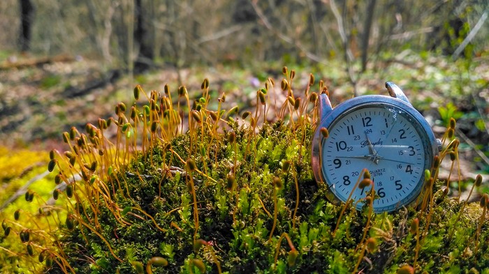 The forest comes to life - My, Forest, Spring, Greenery, Clock, Photo on sneaker