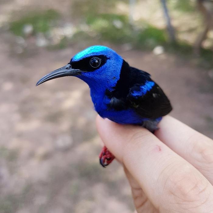 Amazing tanager honeyeater - Birds, The photo, 