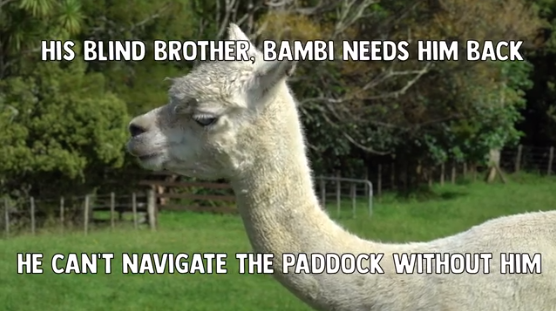 Robbers are asked to return a friend for a blind animal - Alpaca, Animals, The blind, Tragically, Sadness