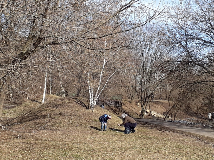 crocuses - My, Crocus, Spring, Flowers, Bloom, The park, Moscow, April, Longpost