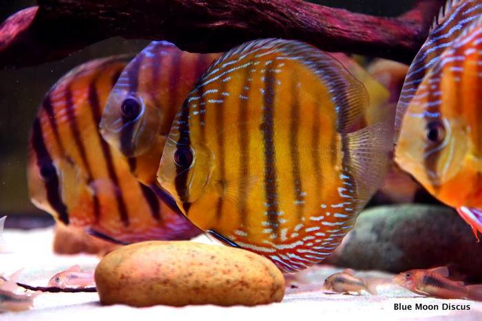  Blue Moon Discus