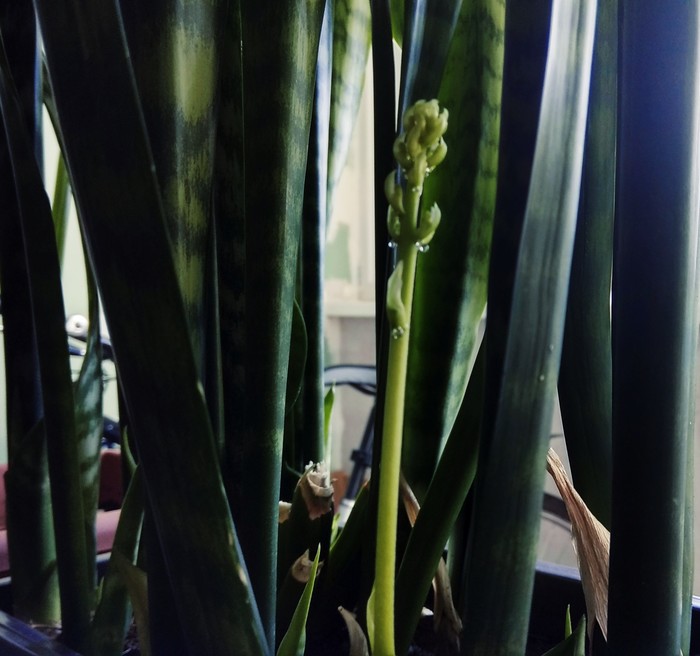 The pike tail is blooming. - My, Houseplants, Mum, Bloom, Sansevieria, Longpost