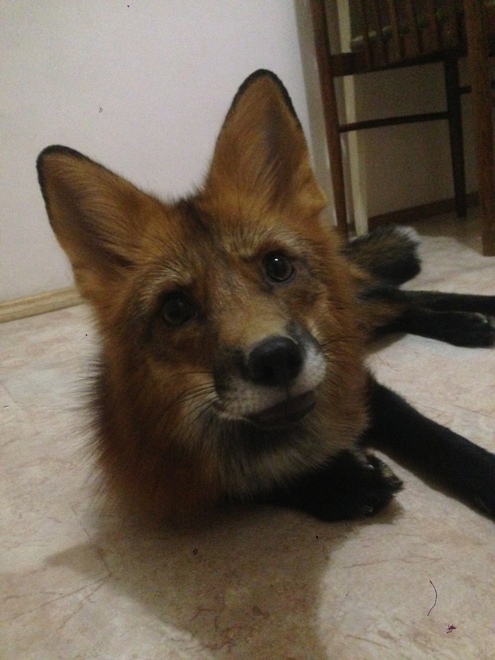 Lisyuk - My, Fox, Domestic fox