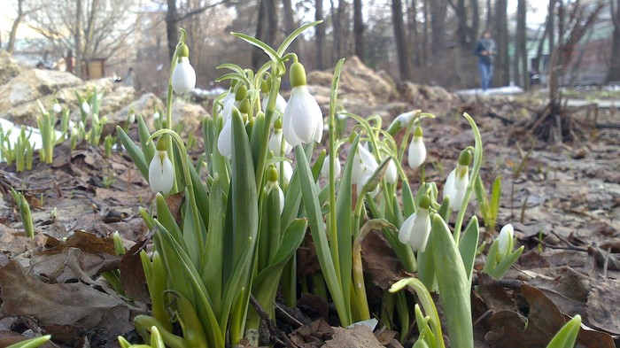 Snowdrops - My, Snowdrops, Flowers, MSU, Moscow, The photo, Bloom, Longpost, Snowdrops flowers