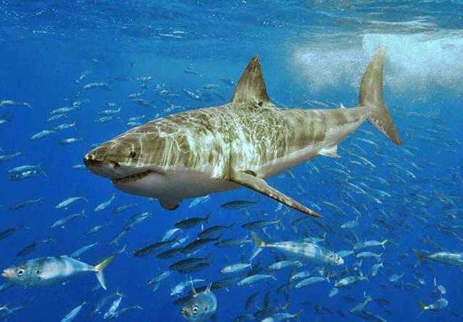 The shark is able to distinguish sounds at a distance of one and a half kilometers. - Interesting, Facts, Informative