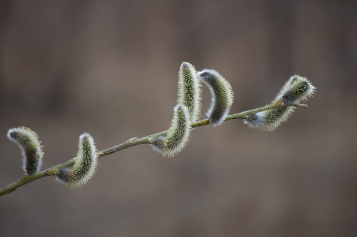 The willow has faded - My, Nikon, Nikon D40, Pussy willow, Beginning photographer, Nature, Spring