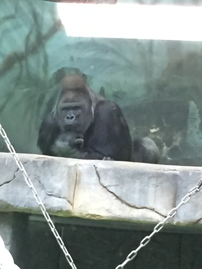 All is well with Vizuri! - My, Moscow, Moscow Zoo, , Gorilla, , Video, Longpost