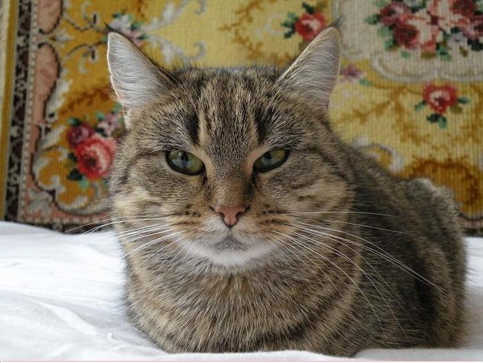 Beauty on the background of the carpet! and also with a book and a mustache - My, cat, Catomafia, Longpost, 