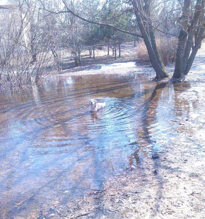 Do I look like a duck? - My, Dog, Spring, Puddle